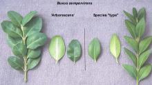 leaves, comparison