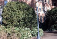 plant habit, old shrub