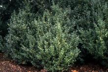 vigorous shoots