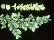 leaves