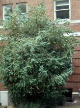 plant habit