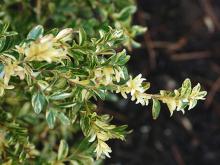 leaves