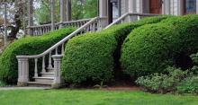 plant habit, older plants plant habit, older plants