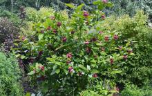 plant habit, flowering