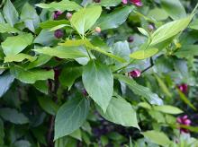 leaves