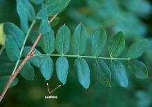 leaf
