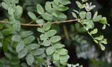 leaves