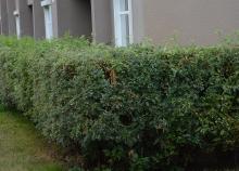plant habit, sheared hedge