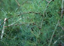 leaves