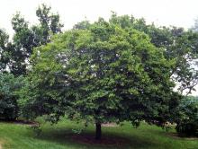 plant habit