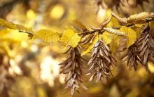leaves and fruit, fall