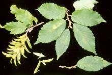 leaves and fruit