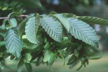 leaves and fruit clusters