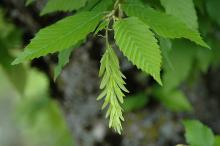 fruit cluster and leaves, spring