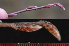 winter twig, buds