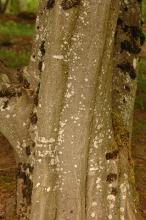 trunk, bark