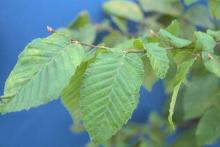 leaves