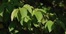 leaves