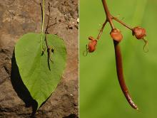 leaf and start of fruit growth