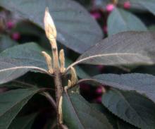 buds, late fall