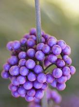 fall fruit