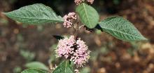 flower clusters and leaves