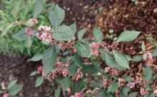 flowering shoots