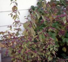 plant habit, fall