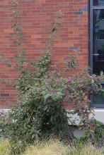 plant habit, late summer