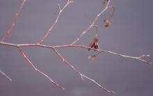 branch, winter