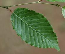 leaf
