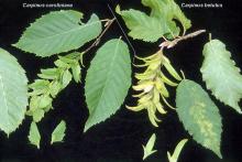 leaves and fruit, comparison