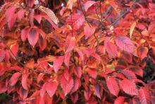 leaves, fall
