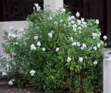 plant habit, flowering