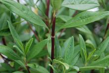 opposite leaves