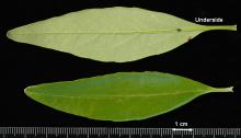 leaf