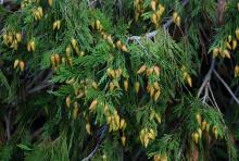branchlets and female cones branchlets and female cones