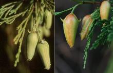 female cones, current season female cones, current season