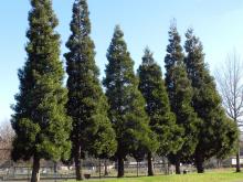 plant habit, screen plant habit, screen