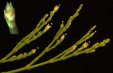 branchlet with female "flowers" (* megasporangia) or small cones branchlet with female "flowers" (* megasporangia) or small cones