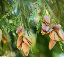 female cones at seed drop, early fall female cones at seed drop, early fall