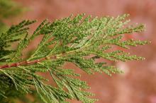 branchlets branchlets