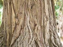 trunk,bark, older tree trunk,bark, older tree