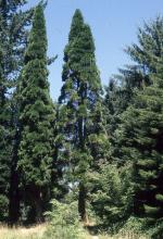 plant habit plant habit