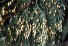 branchlets and male cones branchlets and male cones