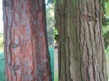 trunk, bark trunk, bark
