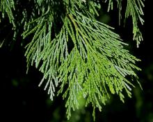 branchlets branchlets