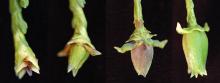 female (seed) cone development, spring female (seed) cone development, spring