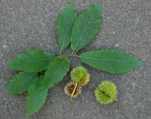 leaves and fruit, fall