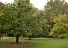 plant habit